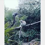 Steve Mcneely - @mcneely8279 - Instagram