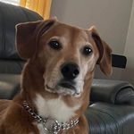 Steve Molnar - @whodawhatda2 - Instagram