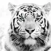 Steve Moran - @snowtigerr - TikTok