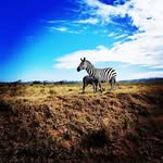 Steve Muchai - @muchaisteve - Instagram