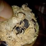 Steve Musson - @spidey.steve1973 - Instagram