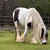 steventettleton - @steventettleton - TikTok