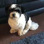 Steve Nicoll - @baldysteve - Instagram