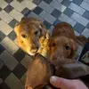 Steven,Milo,&foles - @stevennoel03 - TikTok