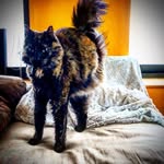 Steve Nowicki - @lunaofhaverhill - Instagram