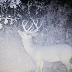 Steve Pedersen - @michigan_public_whitetails - Instagram