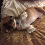 Steven Perlstein - @perlsteinsteven - Instagram