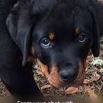Steve Pledger - @bidenmenot61 - Instagram