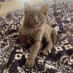 Anthony S Plescia - @anthonystevenplescia - Instagram