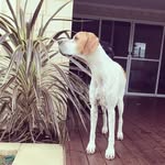 Steve - @pointer_steven - Instagram