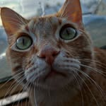 😼 Steve 😼 - @steve.polishcat - Instagram