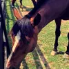 Steph Pollinger - @equestrian.steph - TikTok