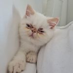 Lord Steve Von Buscemo Dalla Zampa Puzzona , Primo. - @lord_steeve_dallazampa_puzzona - Instagram