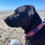 Steve Pulsinelli - @stevepulsinelli - Instagram