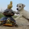 Steve Purcell - @steve.purcell60 - TikTok