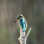 Steve Purdon - @_the_wild_yeti_ - Instagram