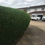 Steve Pyatt - @stevesgardening - Instagram