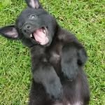Steve Pyle - @maxpile1959 - Instagram