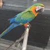Steve Ra - @stevera16 - TikTok