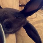 Steve Clark-Nokleby - @steve_rabbit03 - Instagram