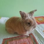 @steve_rabbit7 - Instagram