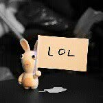 steve_rabbit - @rabbit_steve - Instagram
