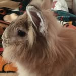 Steve Rabbit - @steve.rabbit - Instagram