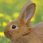 steve salmon - @steverabbit12345 - Instagram