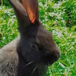 Steve🖤 - @steverabbit7 - Instagram