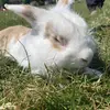 Steve the rabbit <3 - @xsteve_the_rabbitx - TikTok