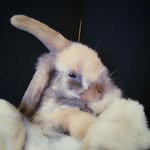 Steve_The_Rabbit - @steve_the_rabbitt - Instagram