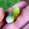 Stevie Rabon - @stevie.rabon - TikTok