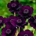 Steven Rabucher - Facebook