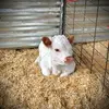Steven Crager - @steven.crager - TikTok