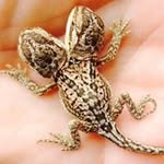 Stephen Evans - @steve_dragonmorphs - Instagram