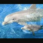 dolphin so cute - @steve___rainerson - Instagram