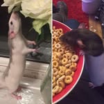 Steve_Fang_ratties - @steve_fang_ratties - Instagram