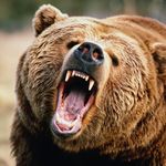 Steve Rawls - @steve.rawls.the.grizzly - Instagram