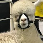 Steve Redmond - @boobootrixrooster - Instagram