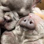 Steve Rees - @steverees1969 - Instagram
