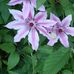 Steve Rigo - Facebook