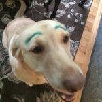 Steve Roche - @cowboy_steve_98 - Instagram