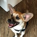 Steve Roche - @phdamage - Instagram
