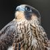 STEVE SACHS PHOTOGRAPHY - Facebook