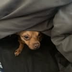 Salem Steve abreu - @salemstevenabreu - Instagram