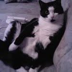 Salem - @stevesalem57 - Instagram