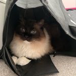 Steve Satchell - @kaspa_the_ragdoll - Instagram