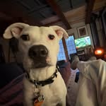 Steven Scheetz - @stevenescheetz - Instagram