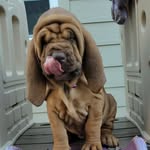 Steve Scholz - @rubythelibloodhound - Instagram