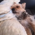 Steve Schulz - @buddy_lucky05031508 - Instagram